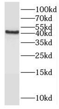 PON1 Antibody