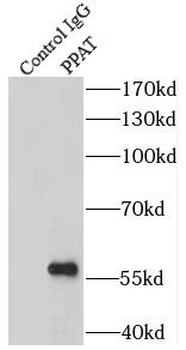 PPAT Rabbit Polyclonal Antibody