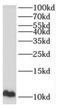 PPBP Antibody