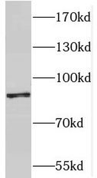 PPIG Rabbit Polyclonal Antibody