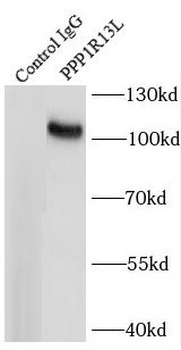 PPP1R13L Antibody