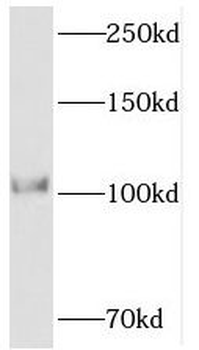 PPP1R15B Antibody