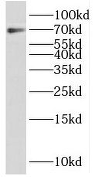 PRAM1 Rabbit Polyclonal Antibody