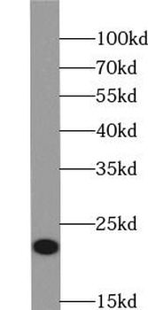 PRDX1 Antibody