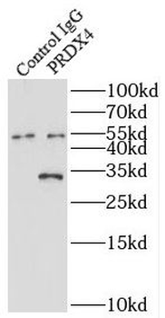 PRDX4 Antibody