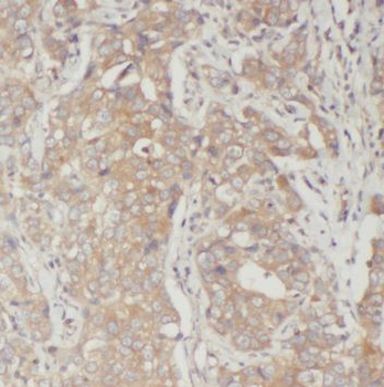 PRG2 Antibody
