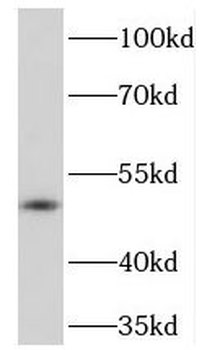PRKAR2A Rabbit Polyclonal Antibody