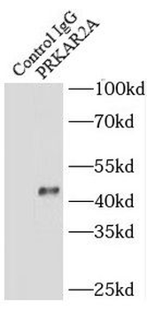 PRKAR2A Rabbit Polyclonal Antibody