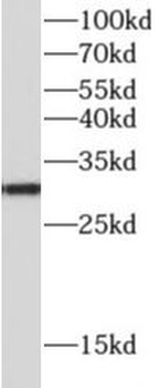 PHB1 Mouse Monoclonal Antibody