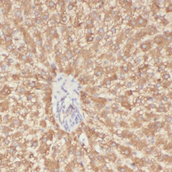 PHB1 Mouse Monoclonal Antibody