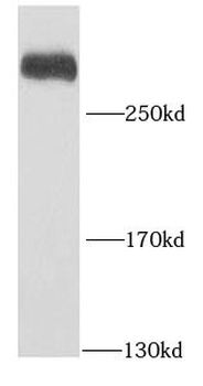 PRPF8 Rabbit Polyclonal Antibody