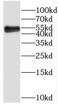 PRR5 Antibody