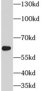PSAP Antibody