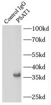 PSAT1 Rabbit Polyclonal Antibody