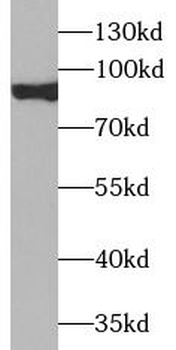 DLG4 Specific Rabbit Polyclonal Antibody