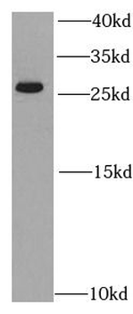 PSMA2 Antibody