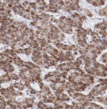 PSMA3 Rabbit Polyclonal Antibody