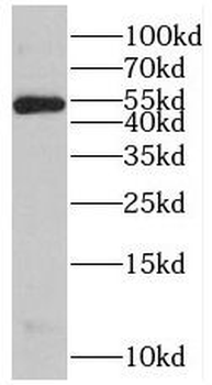 PSMD4 Antibody