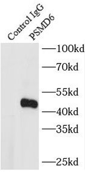 PSMD6 Rabbit Polyclonal Antibody