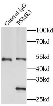 PSME3 Rabbit Polyclonal Antibody