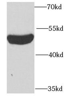 PSTPIP1 Antibody