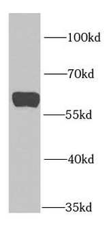 PTBP1 Antibody