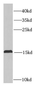 PTP4A3 Antibody