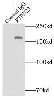 PTPN23 Rabbit Polyclonal Antibody
