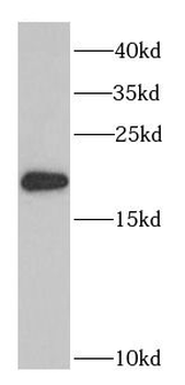 PTRH2 Antibody