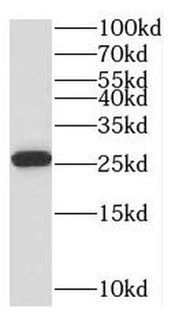 PTTG1IP Rabbit Polyclonal Antibody