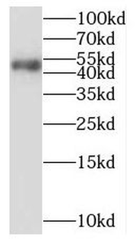 PURA Rabbit Polyclonal Antibody
