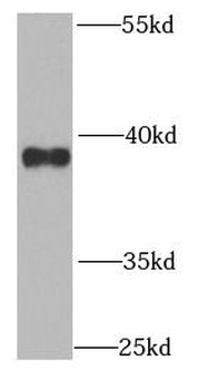 QKI Antibody