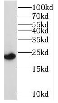 RAB1A Antibody