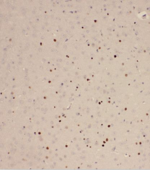 RAB2A Rabbit Polyclonal Antibody