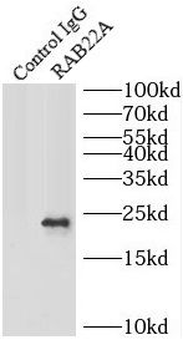 RAB22A Rabbit Polyclonal Antibody