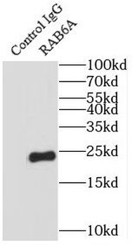 RAB6A Rabbit Polyclonal Antibody