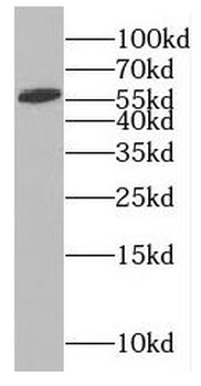 RABGEF1 Antibody