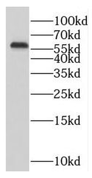 RABGGTA Rabbit Polyclonal Antibody