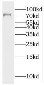 RACGAP1 Rabbit Polyclonal Antibody