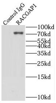 RACGAP1 Rabbit Polyclonal Antibody