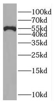 RAD23A Rabbit Polyclonal Antibody