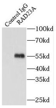 RAD23A Rabbit Polyclonal Antibody