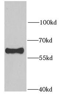 RAD23B Antibody