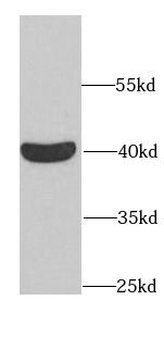 RAE1 Rabbit Polyclonal Antibody