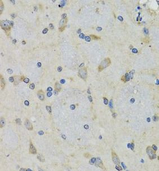RAE1 Rabbit Polyclonal Antibody