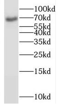 RANBP10 Rabbit Polyclonal Antibody