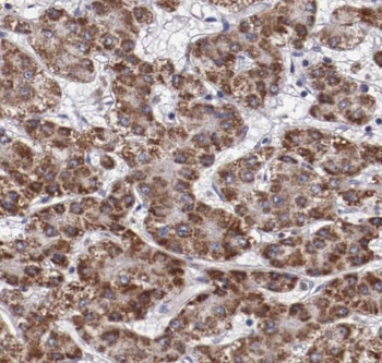 RANBP10 Rabbit Polyclonal Antibody