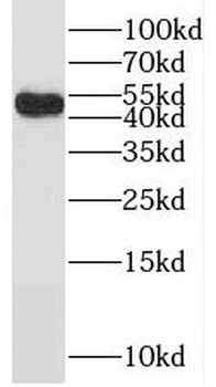 RANBP3L Rabbit Polyclonal Antibody