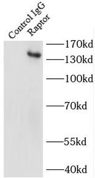 RPTOR Antibody