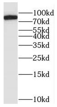 RASEF Rabbit Polyclonal Antibody